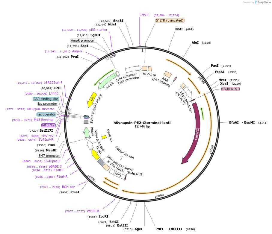 135956-plasmid-map-sequence-id-269513
