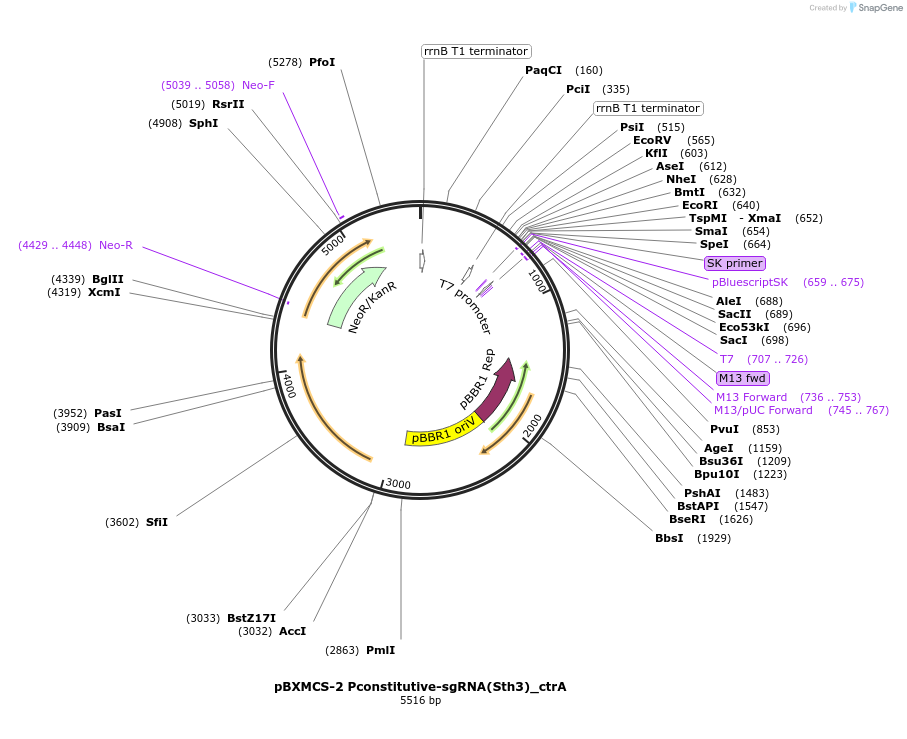 133339-plasmid-map-sequence-id-269541
