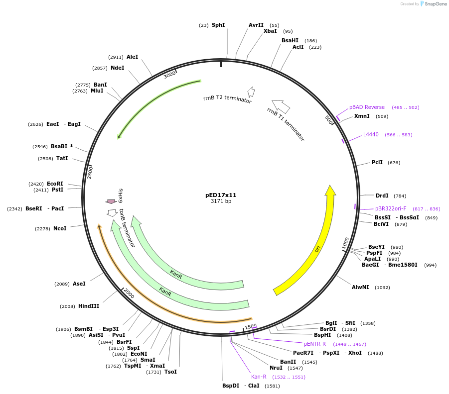 134814-plasmid-map-sequence-id-269555