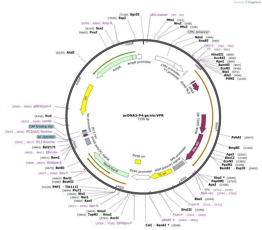 135983-plasmid-map-sequence-id-269557