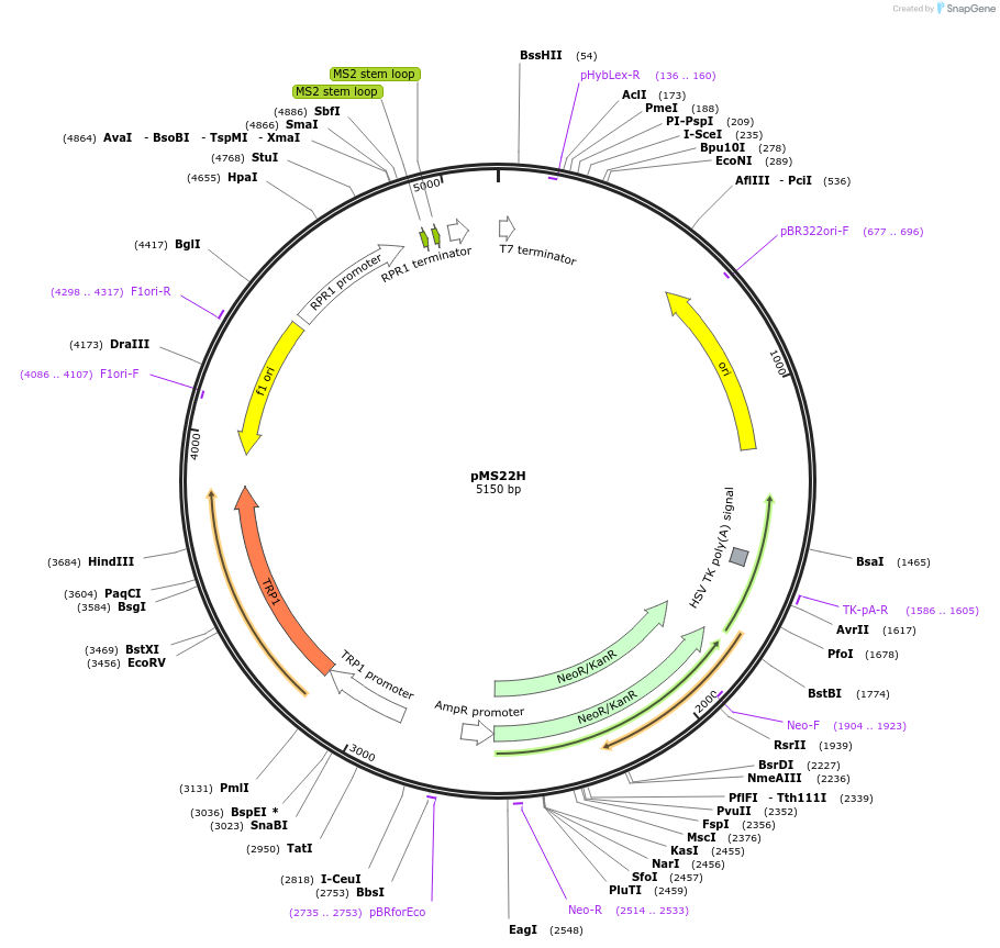 133904-plasmid-map-sequence-id-269561