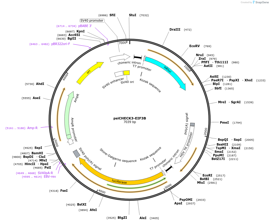 136012-plasmid-map-sequence-id-269576