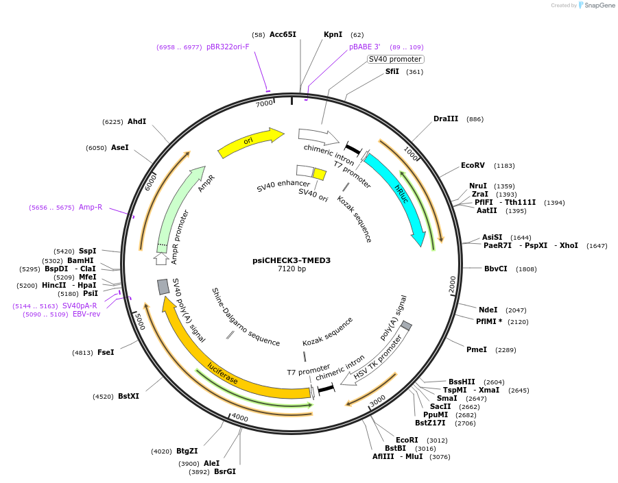 136014-plasmid-map-sequence-id-269577