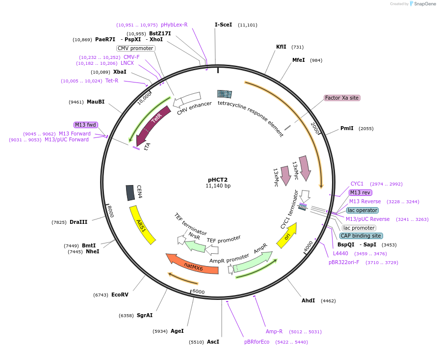 130970-plasmid-map-sequence-id-269594