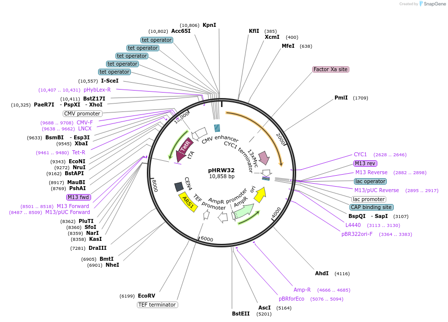 130972-plasmid-map-sequence-id-269595