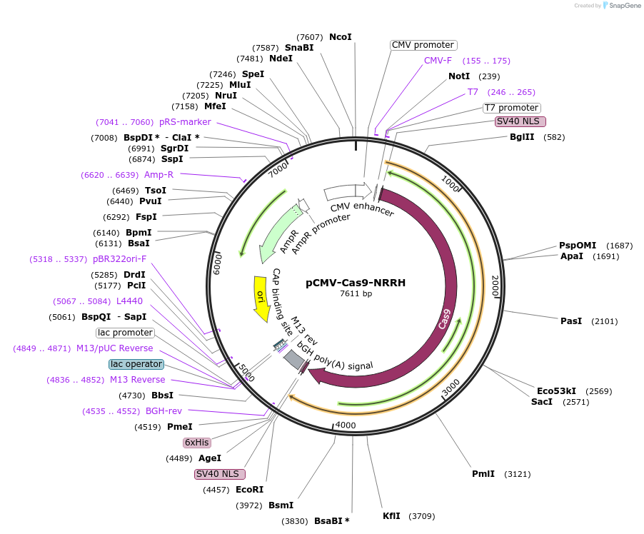 136924-plasmid-map-sequence-id-269636