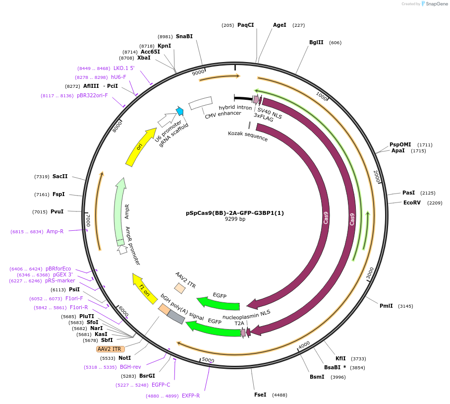136058-plasmid-map-sequence-id-269653