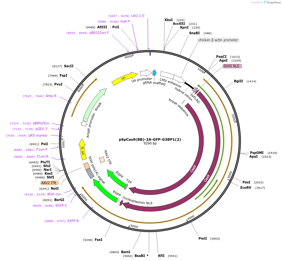 136059-plasmid-map-sequence-id-269656