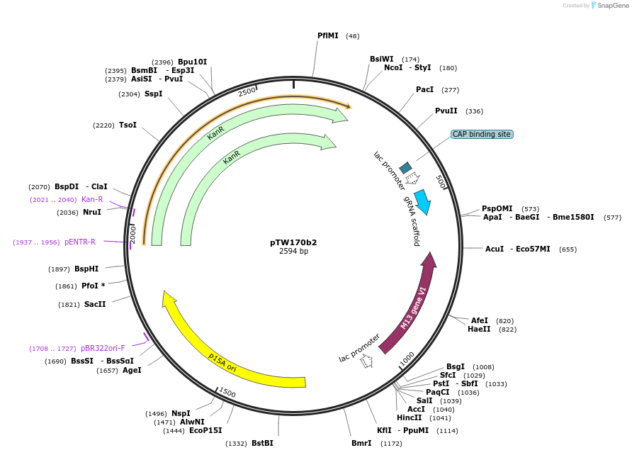 136929-plasmid-map-sequence-id-269658