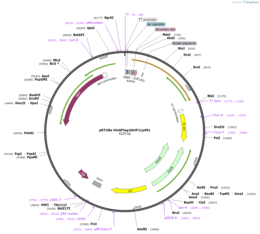 135940-plasmid-map-sequence-id-269662