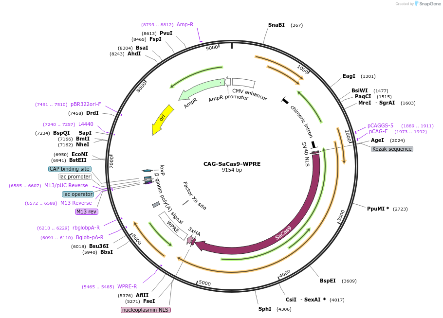 89996-plasmid-map-sequence-id-269668
