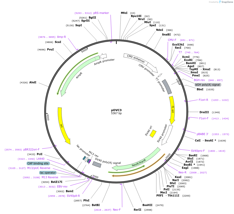 131173-plasmid-map-sequence-id-269695