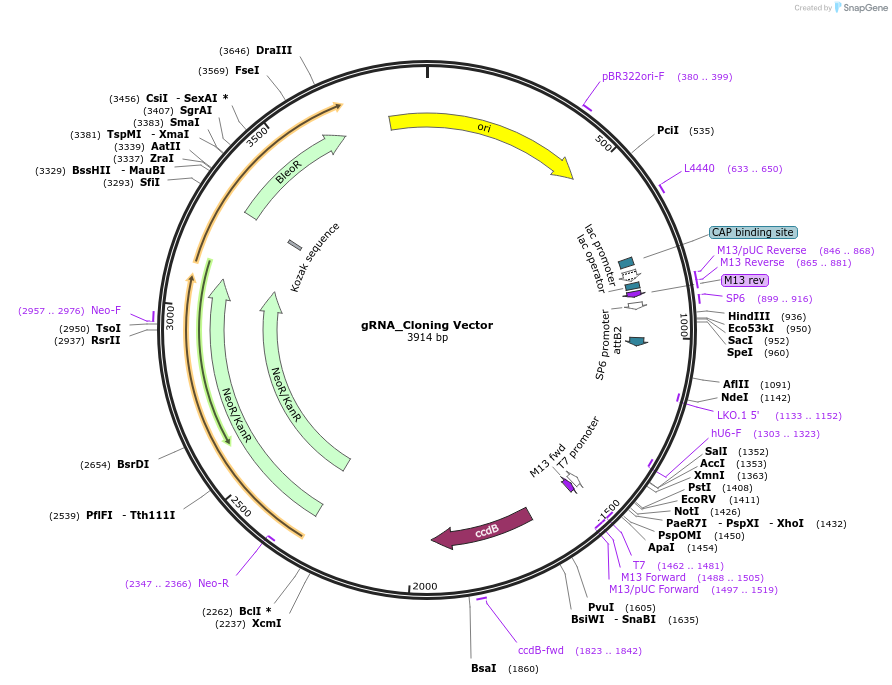 41824-plasmid-map-sequence-id-269723