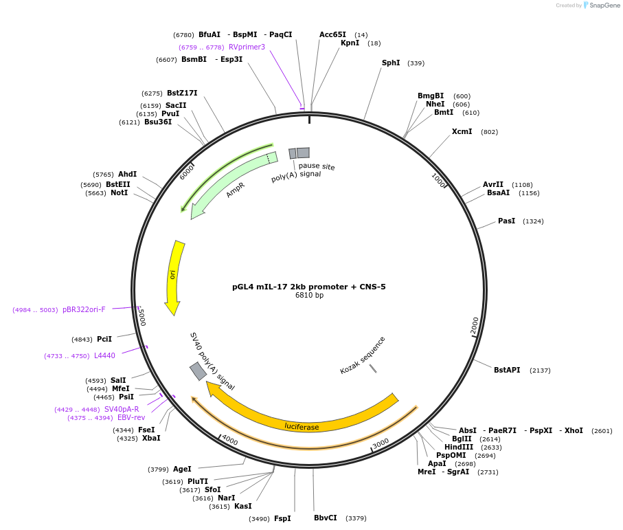 20128-plasmid-map-sequence-id-269745