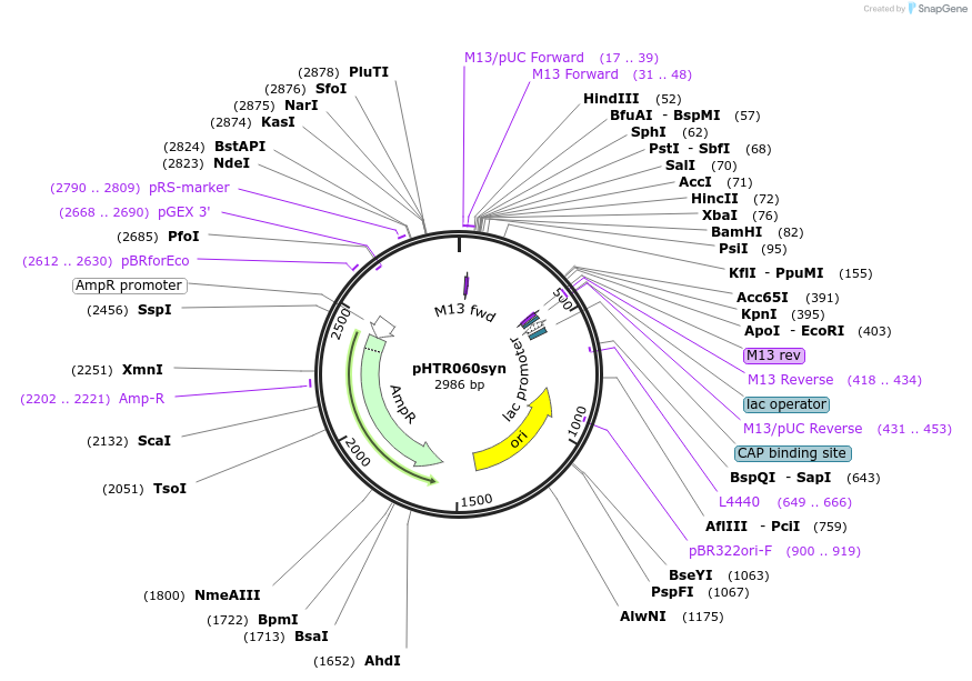 133462-plasmid-map-sequence-id-269762