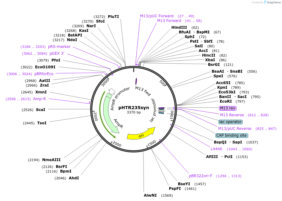 133464-plasmid-map-sequence-id-269789