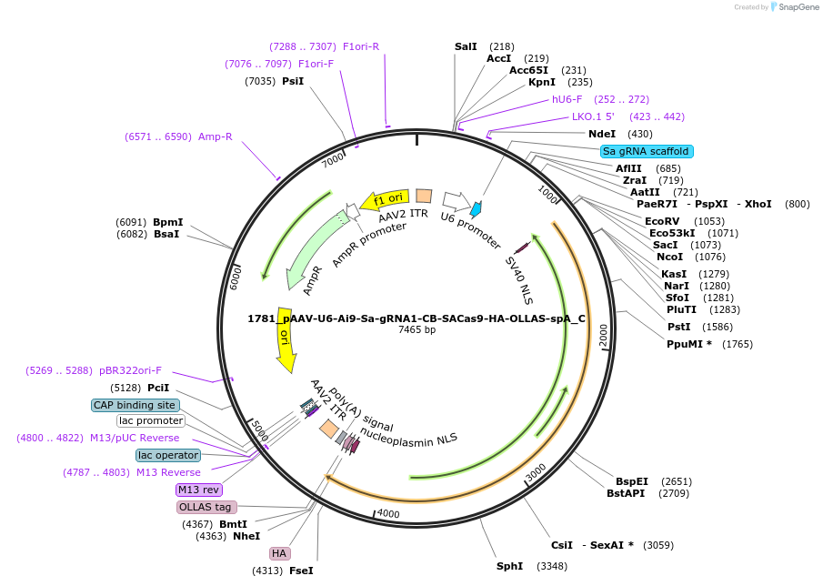 135979-plasmid-map-sequence-id-269807