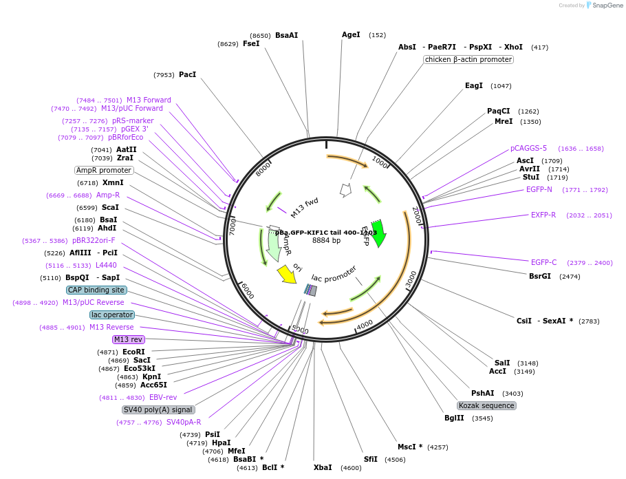 134621-plasmid-map-sequence-id-269814