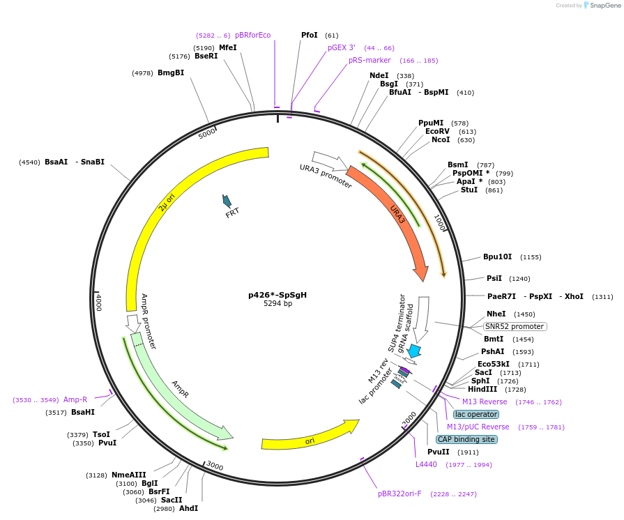 136993-plasmid-map-sequence-id-269839