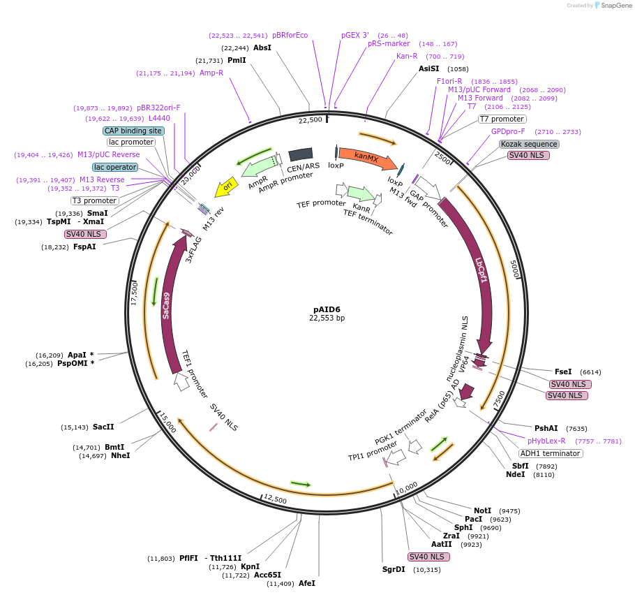 136989-plasmid-map-sequence-id-269844