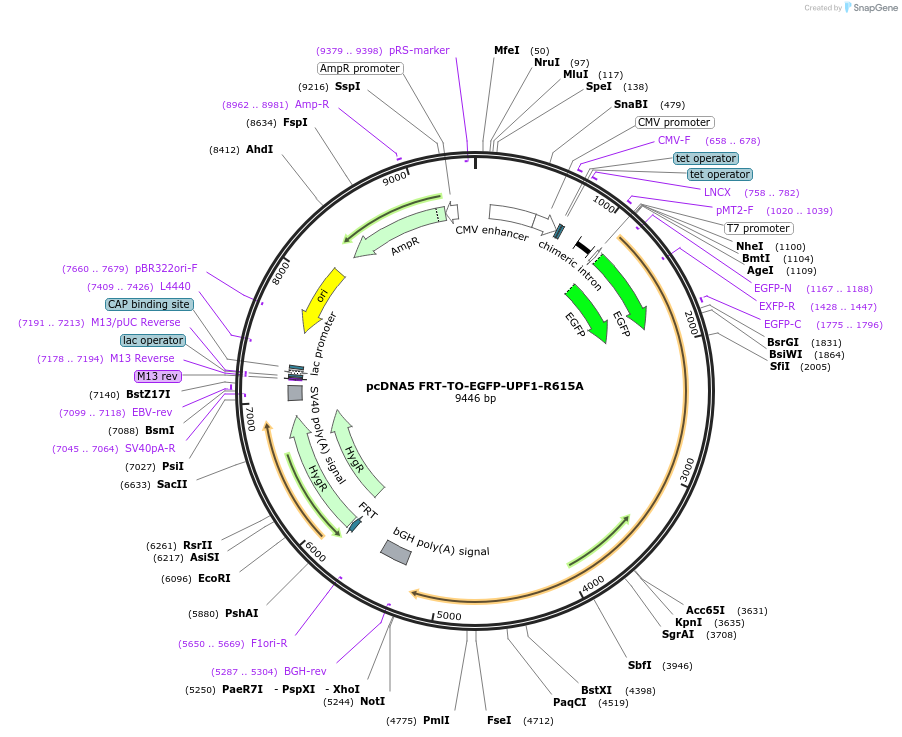 136001-plasmid-map-sequence-id-269863
