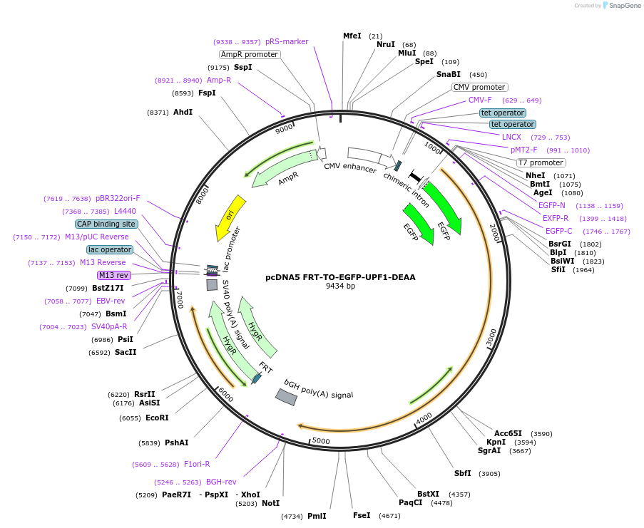 136002-plasmid-map-sequence-id-269866