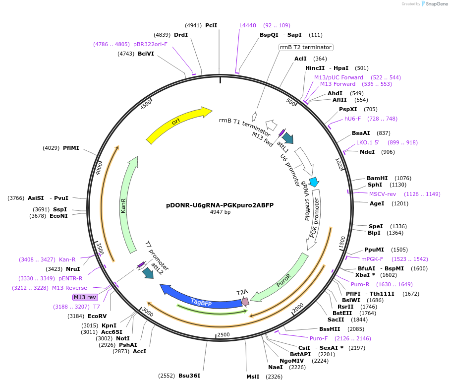 136405-plasmid-map-sequence-id-269877