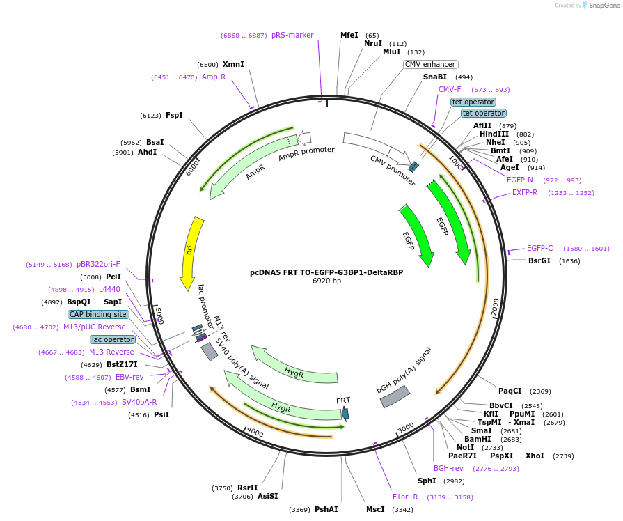 136005-plasmid-map-sequence-id-269891