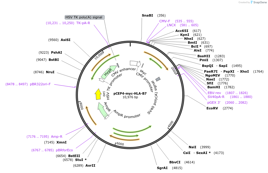 135509-plasmid-map-sequence-id-269892