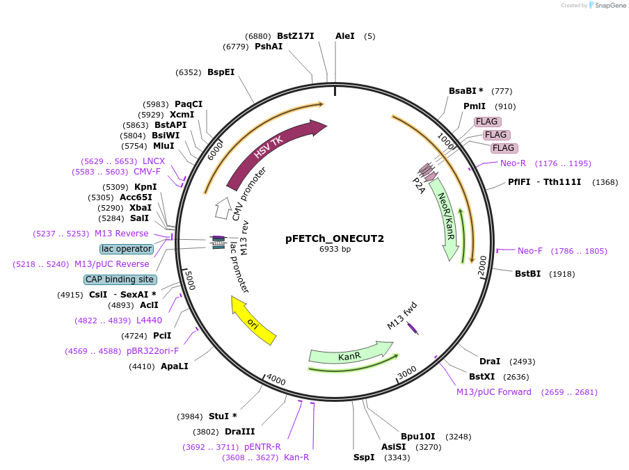 135738-plasmid-map-sequence-id-269898
