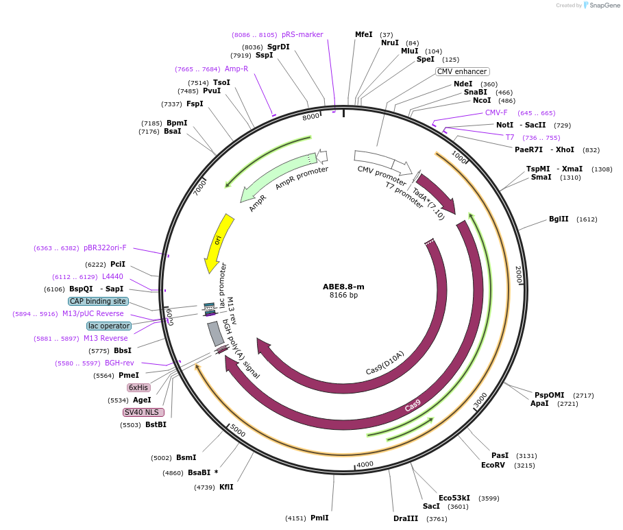 136294-plasmid-map-sequence-id-269910