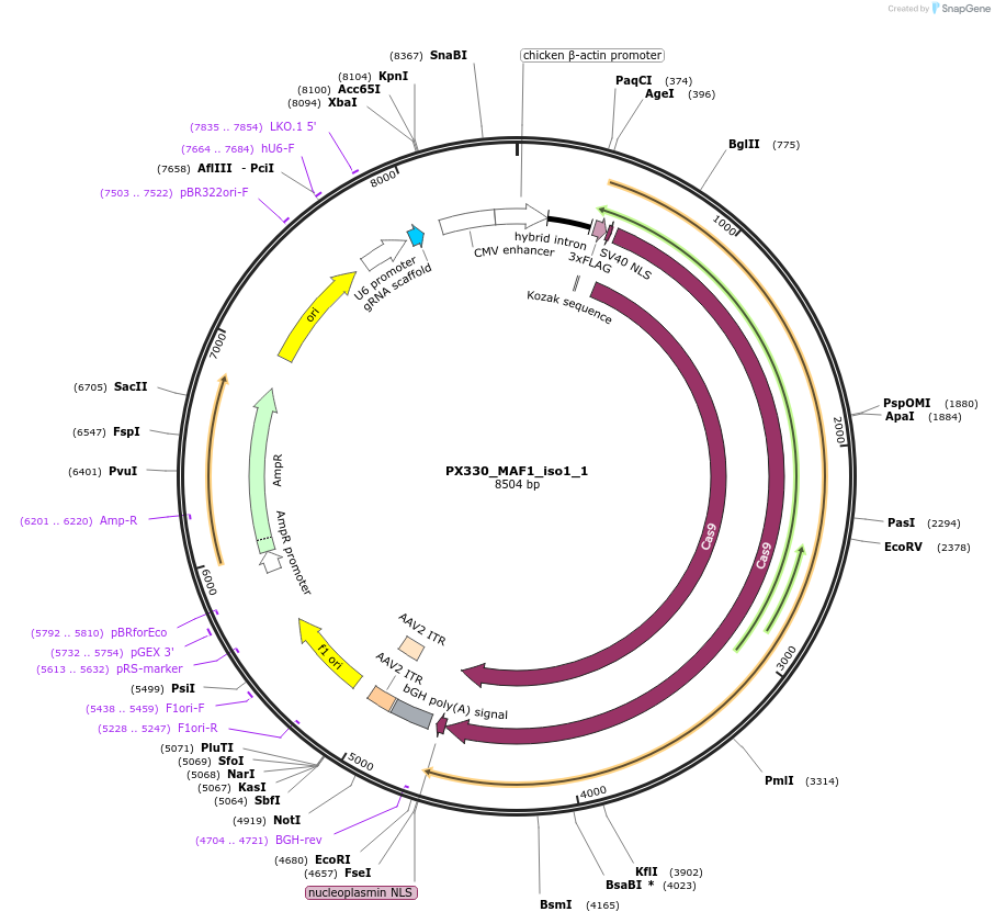 135749-plasmid-map-sequence-id-269945