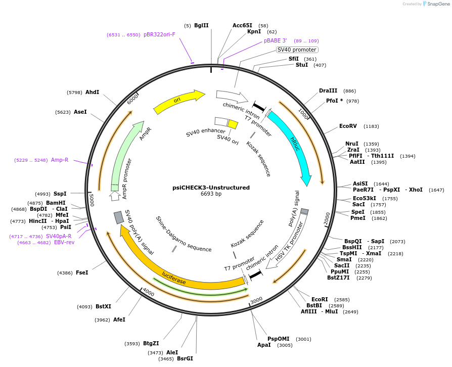 136025-plasmid-map-sequence-id-269957
