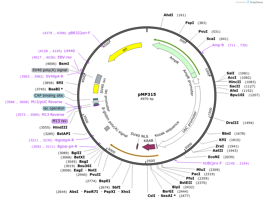 134994-plasmid-map-sequence-id-269997
