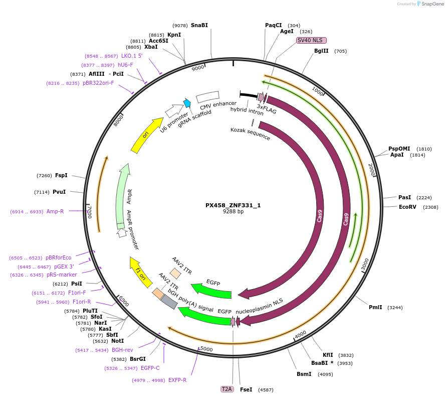 135739-plasmid-map-sequence-id-270057