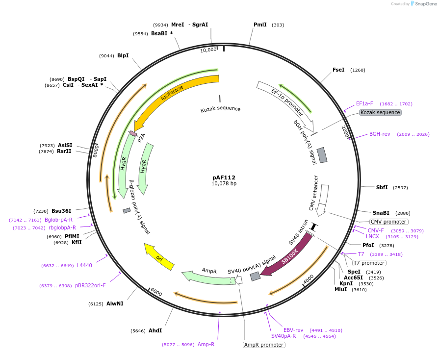 135920-plasmid-map-sequence-id-270078