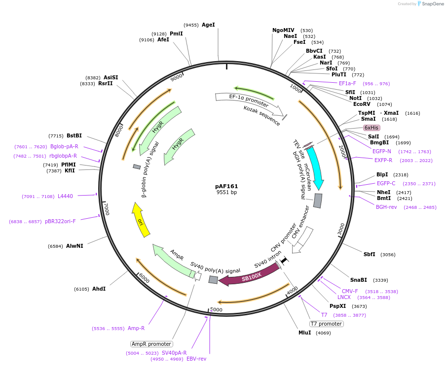 135926-plasmid-map-sequence-id-270079