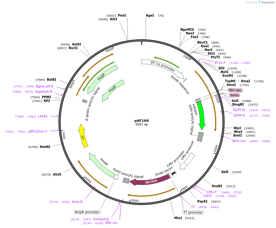135925-plasmid-map-sequence-id-270082