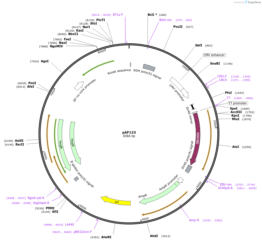 135921-plasmid-map-sequence-id-270083
