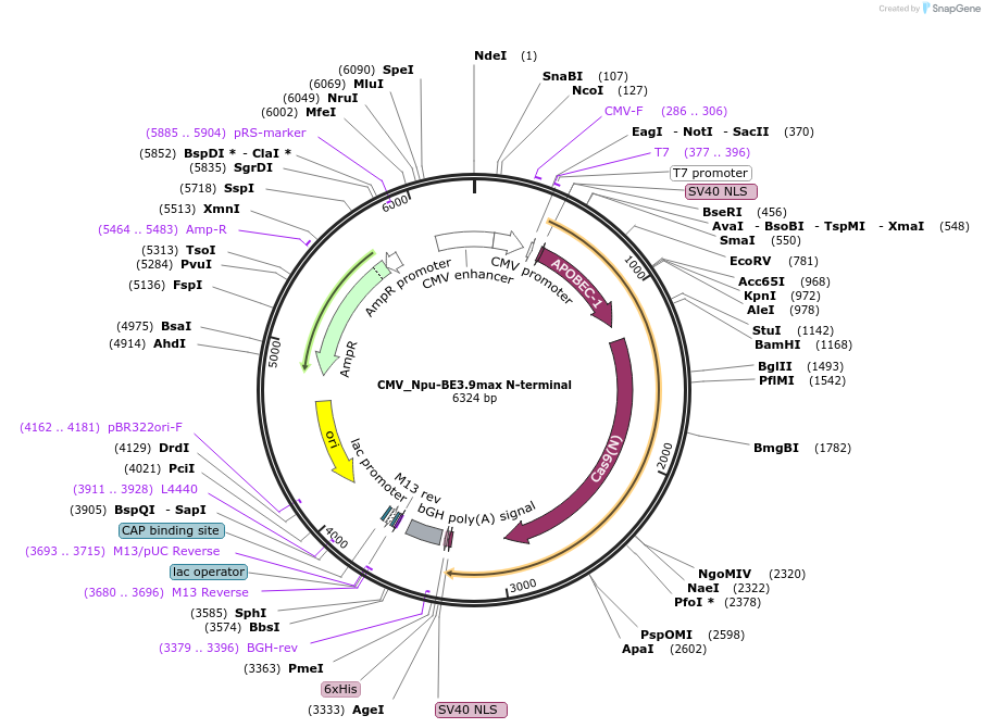 137171-plasmid-map-sequence-id-270116