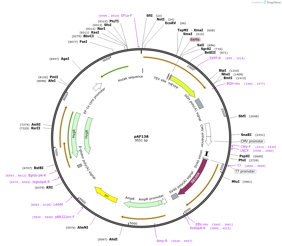135923-plasmid-map-sequence-id-270125