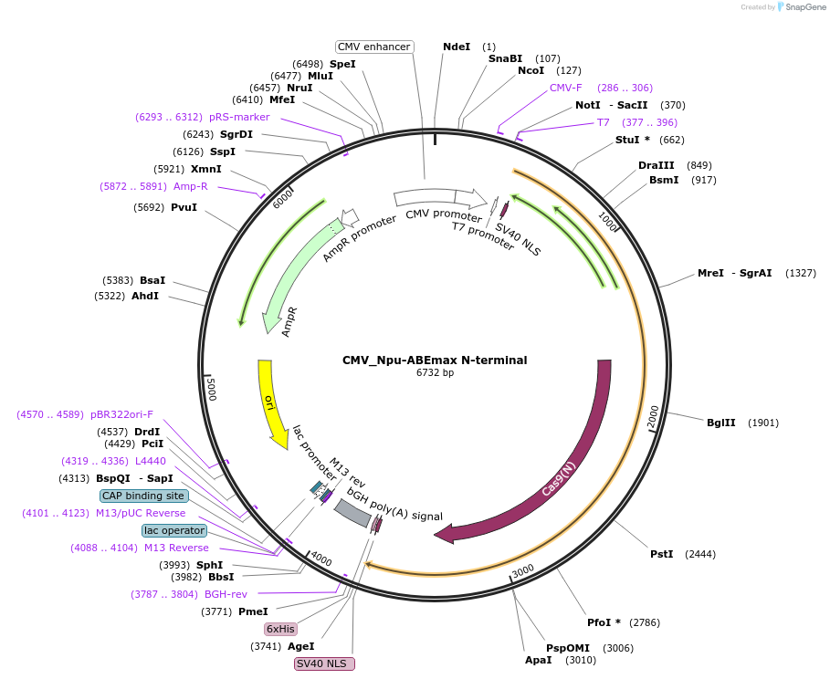 137173-plasmid-map-sequence-id-270141