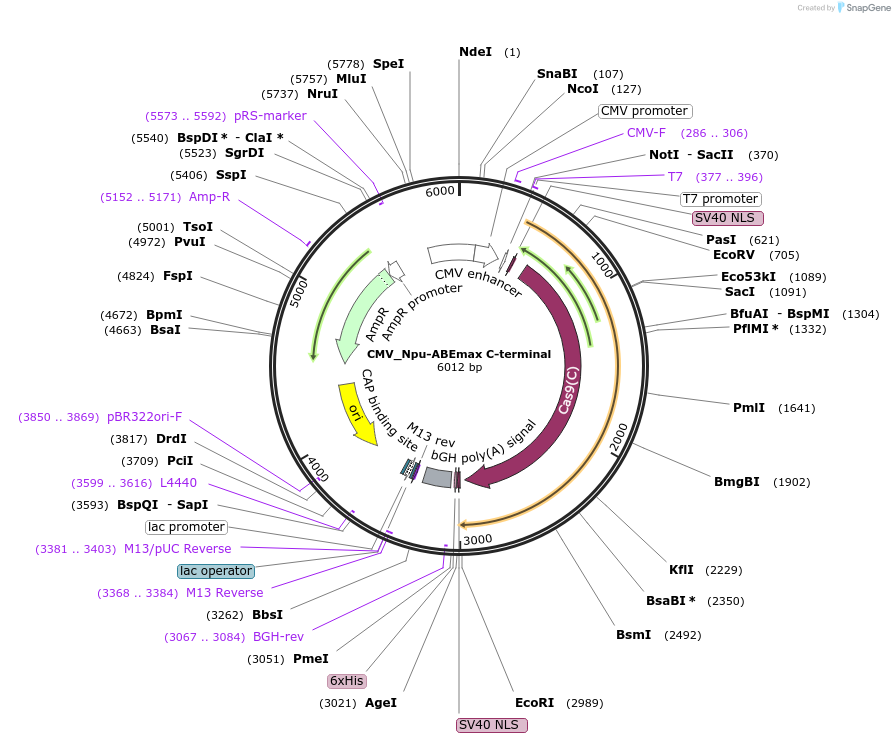 137174-plasmid-map-sequence-id-270144