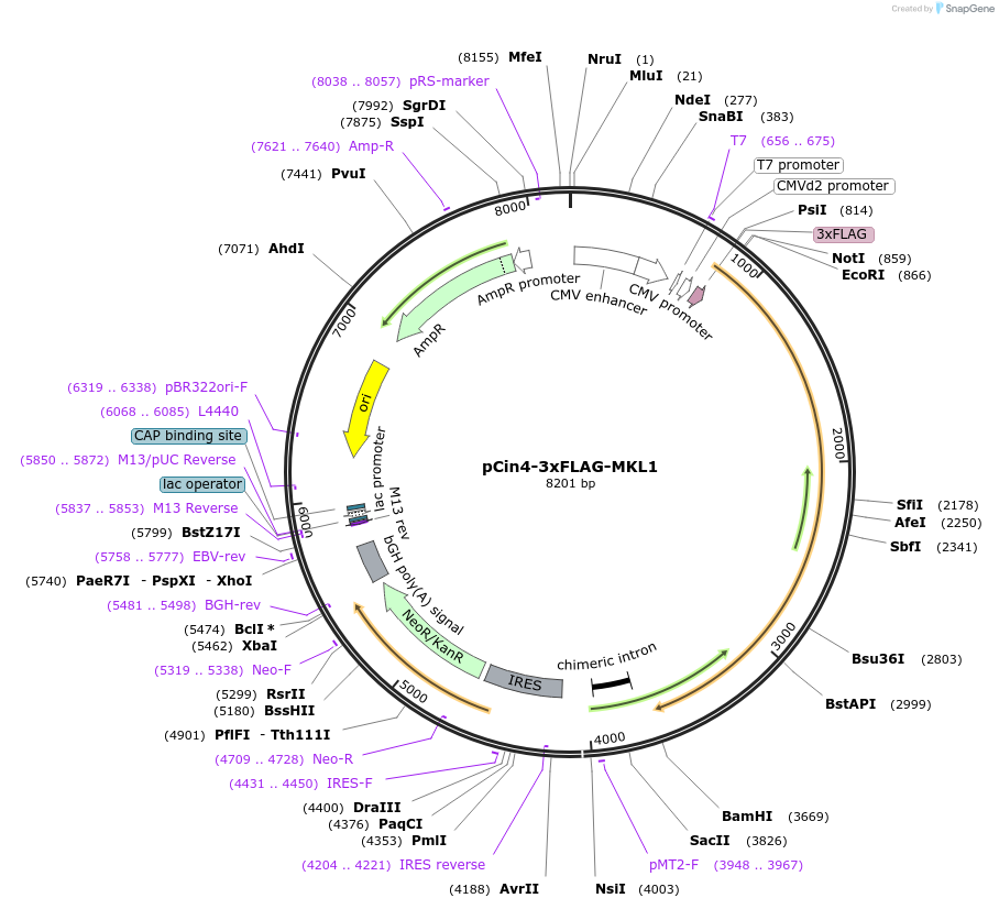 19838-plasmid-map-sequence-id-270150