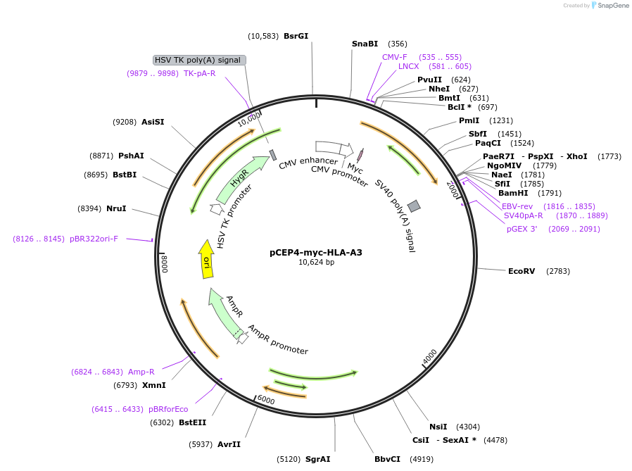 135505-plasmid-map-sequence-id-270162