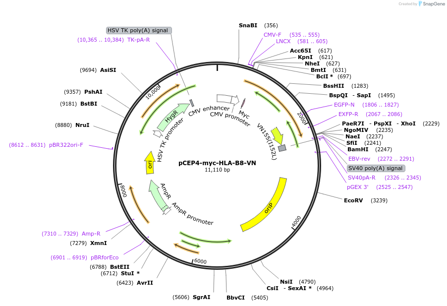 135511-plasmid-map-sequence-id-270164