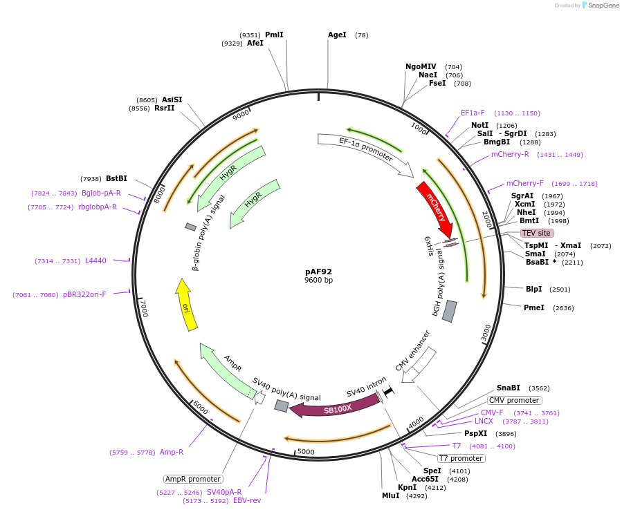 135929-plasmid-map-sequence-id-270167