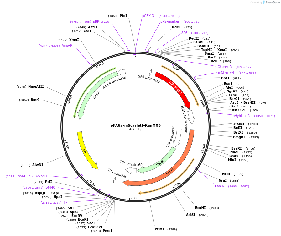 136690-plasmid-map-sequence-id-270187