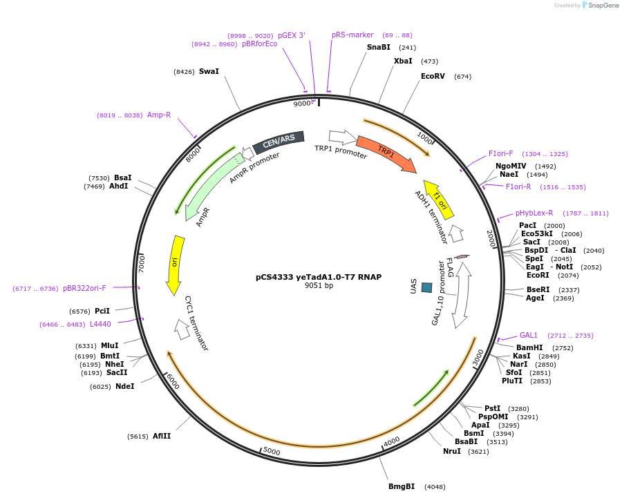 137735-plasmid-map-sequence-id-270188
