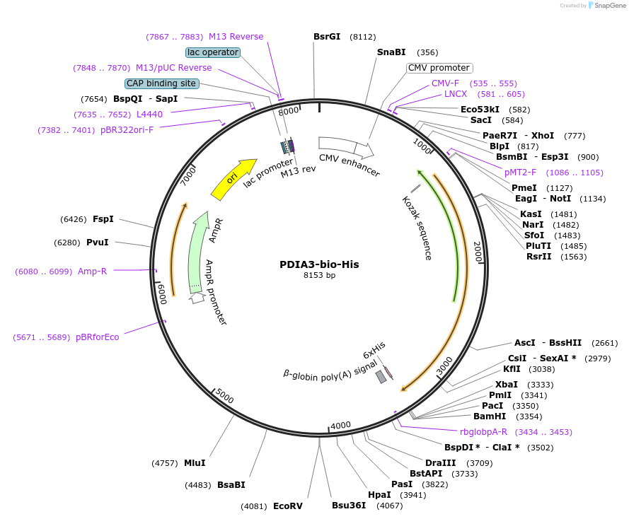 52070-plasmid-map-sequence-id-270198